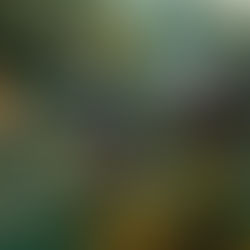 Best Cameras for Bird Photography in 2026