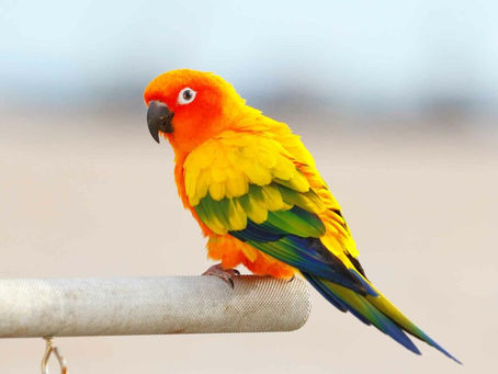 MAC Live Project: Week Three