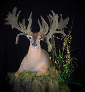 Weick's Taxidermy Unlimited Whitetail Deer Life Size