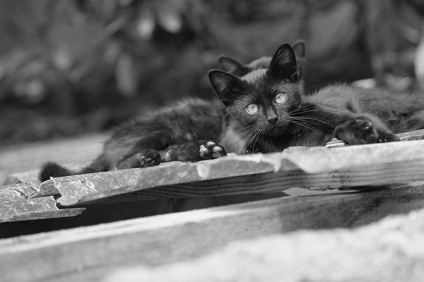 cat-black-cats-roof.JPG