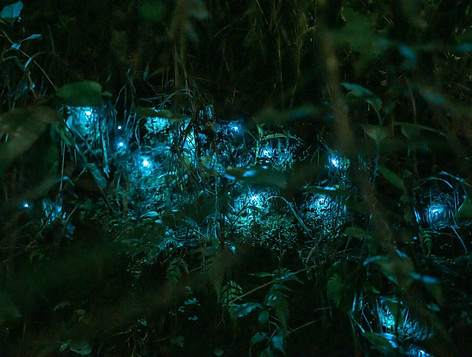 Glow worms 1.jpg
