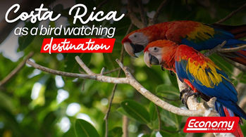 Costa Rica as a Bird Watching Destination