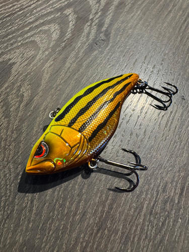 Golden Boy Zebragold Aruku Shad 75 | Striper Fishing Gear and