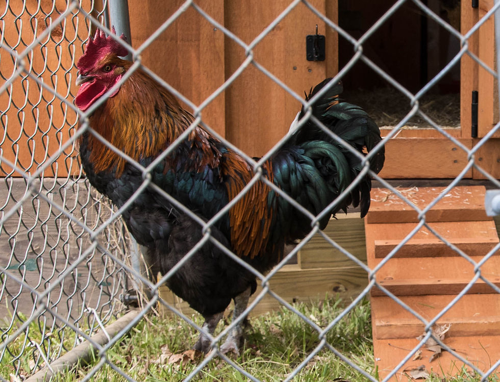 French Black Copper Marans Rooster