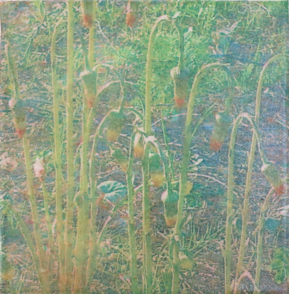 Kuihtuneet 2016 (20cmx20cm)