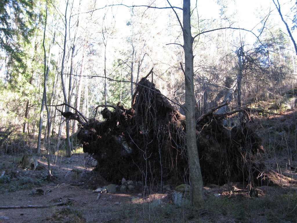 2004 Maan uumenista