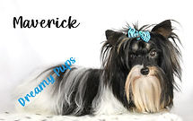 maverickIMG_1632.jpg