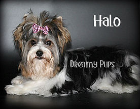 halowIMG_4213.jpg