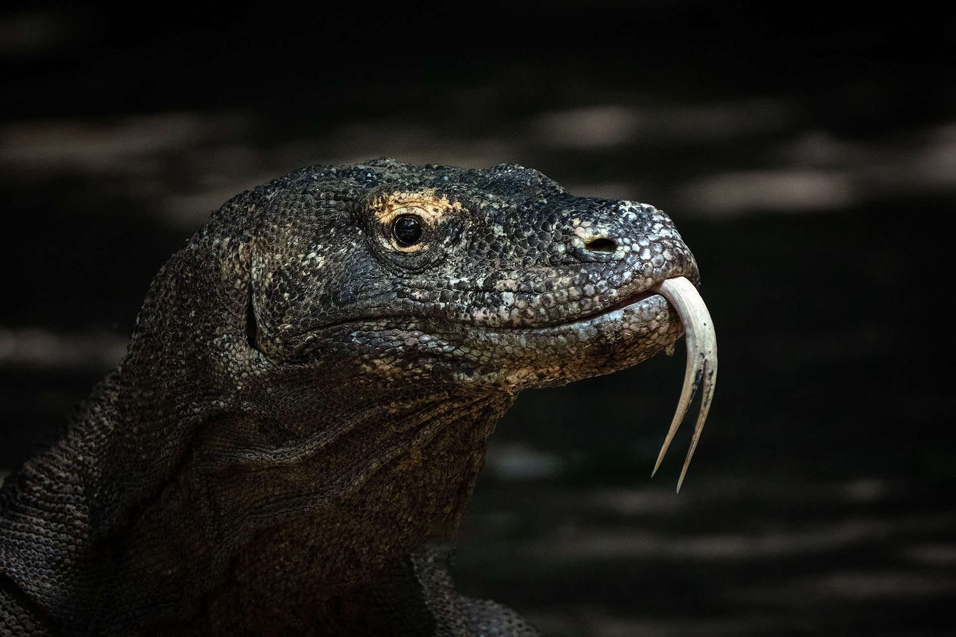 Komodo Islands