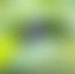 ian plant photographer interview
