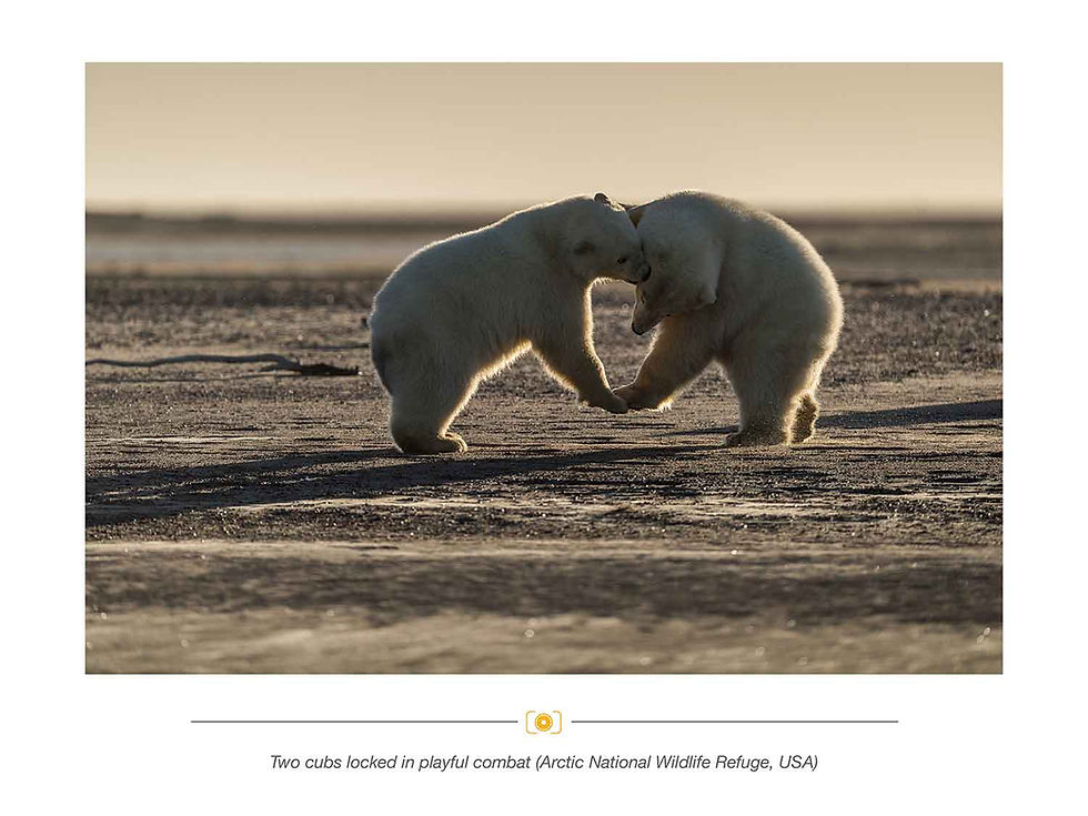 Thumbnail: Giants of the North - A Photo Masters Monograph