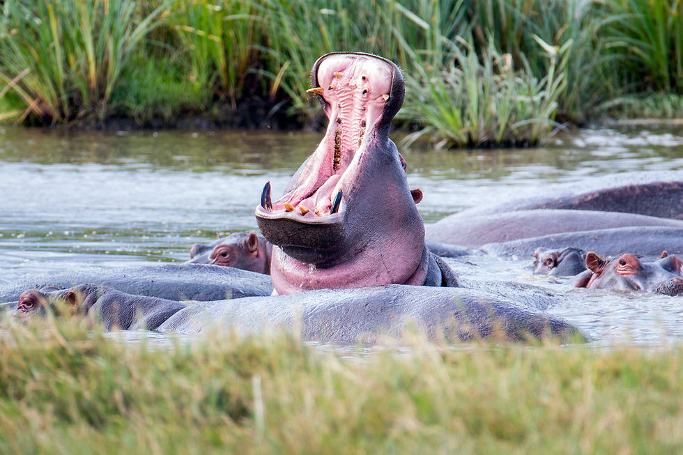 Wildlife photography power poses