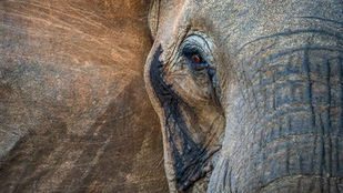 5 Tips for Taking Compelling Wildlife Photos