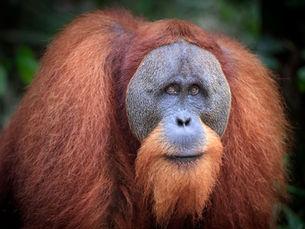 Sumatran Orangutans