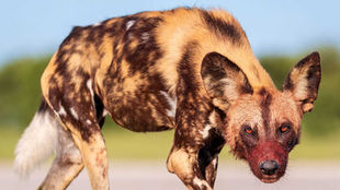 Watermarks in Photography