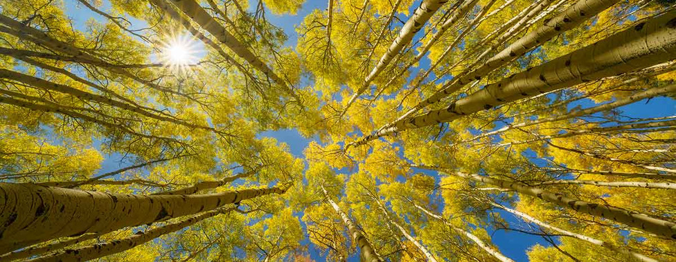 Sunstar photo by Kurt Budliger