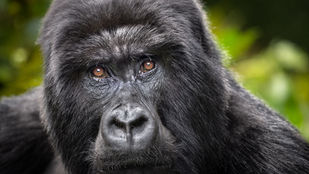 Gorilla Trekking, Volcanoes National Park