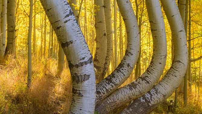 Sunstar photo by Kurt Budliger