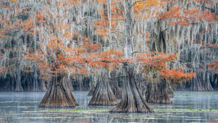 Caddo Lake