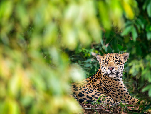 Jaguars of the Pantanal