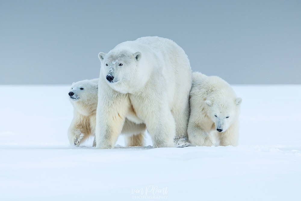 Pro Tips For Photographing Polar Bears