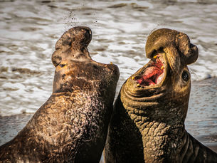 Elephant Seals of the California Coast