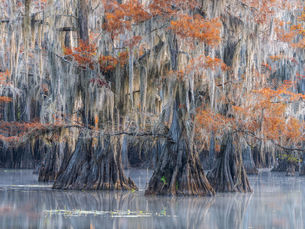Caddo Lake