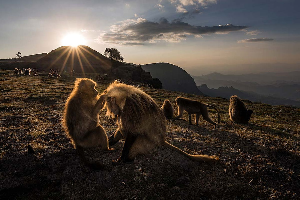 Sunstar photo by Ian Plant