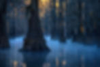 The Haunted Light of the Big Cypress Bayou