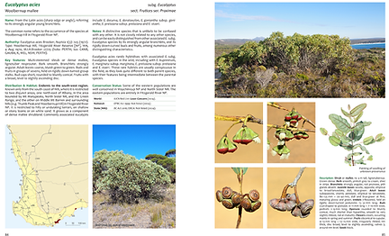 SouthWestBook_2nd_E acies.png