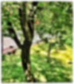 Eve's Mother-in-Law's CherryTree