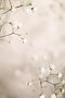Baby's Breath.jpg