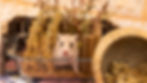 20250401-Ruth's Pets Family at Mevaseret-7411-FB.jpg