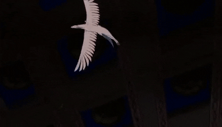 CompetentShyHeron-size_restricted.gif