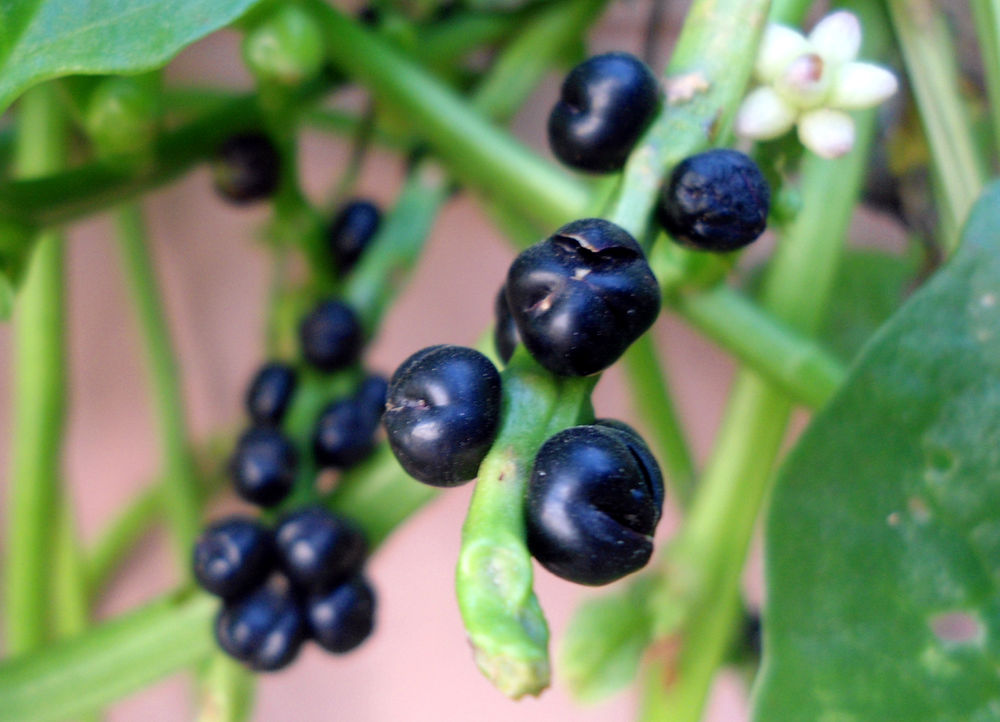 Growing and using Malabar spinach