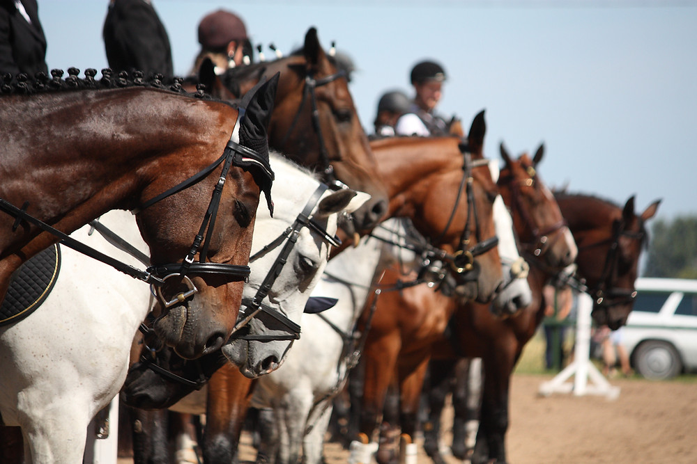 Hamptons Classic Horse