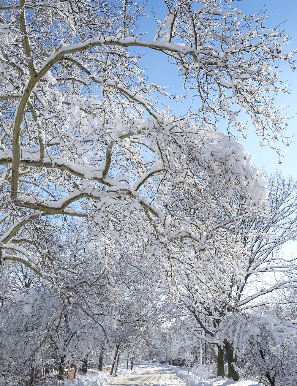 Montclair New Jersey - December 2021 events guide