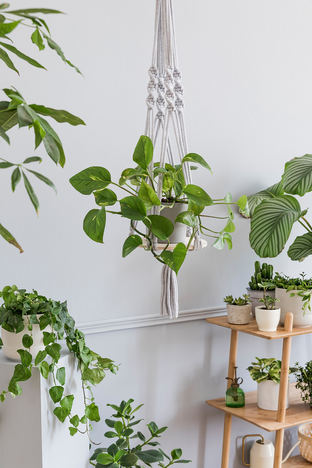 Swiss cheese plant