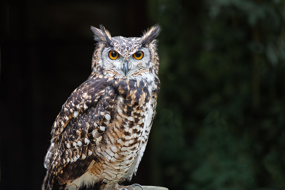 December 15: Owls by the Light of the Moon - Bridgehampton - The Hamptons New York