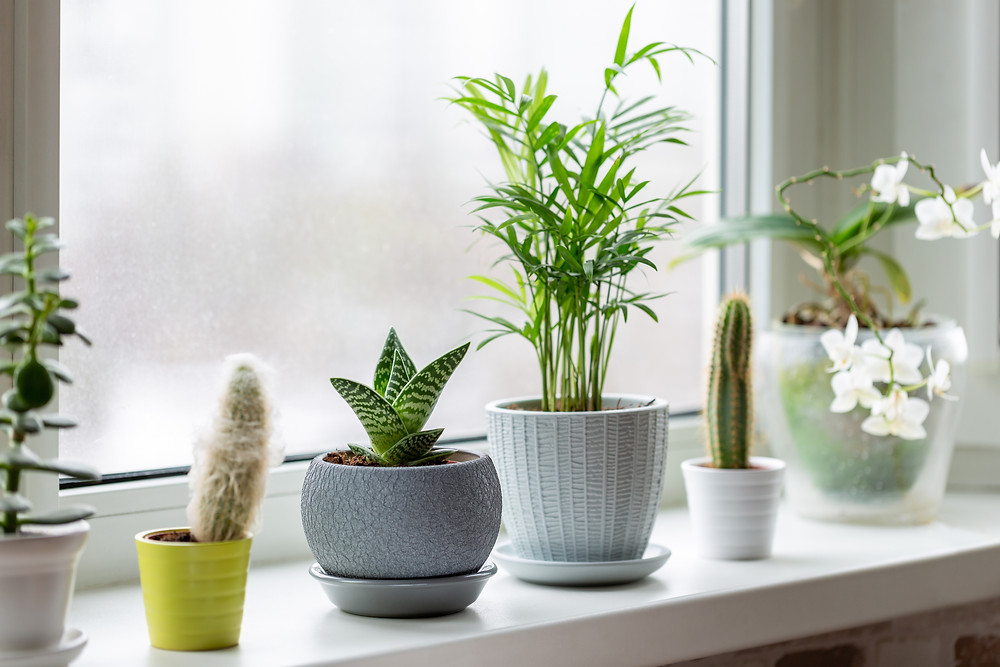 Indoor plants for winter