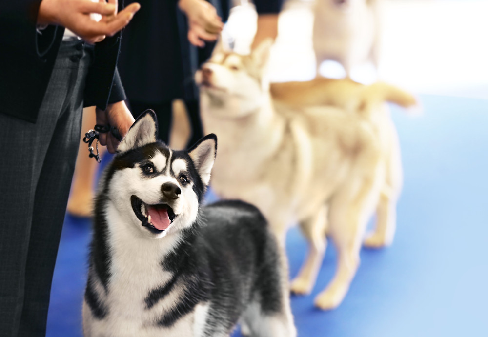 January 25: The Best in Show Flatiron