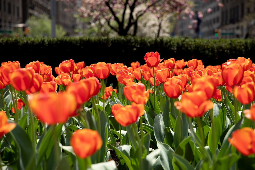 Tulips on Park Avenue