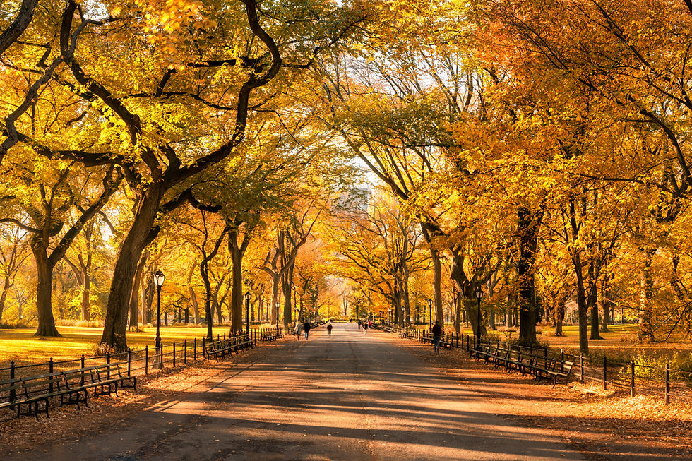 Autumn - Fall - New York - Central Park