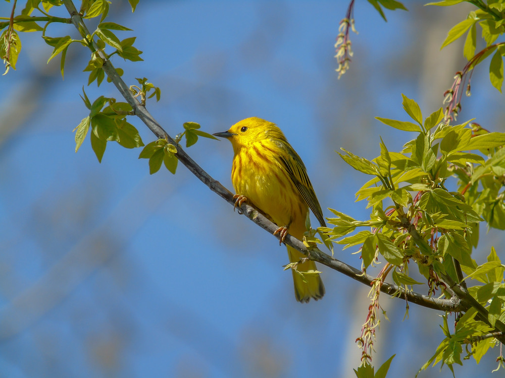 Fall Bird Migration at Promised Land - Amagansett