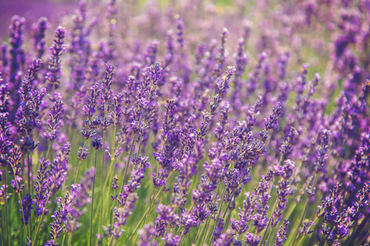 blooming-campo-lavanda-flores-verano_739