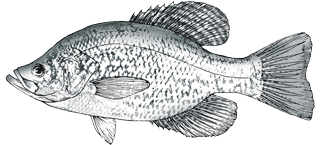 Lake Conroe fishing guide, Lake Conroe crappie fishing guide, Lake conroe fishing, crappie, striper