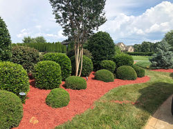 trimmed hedge