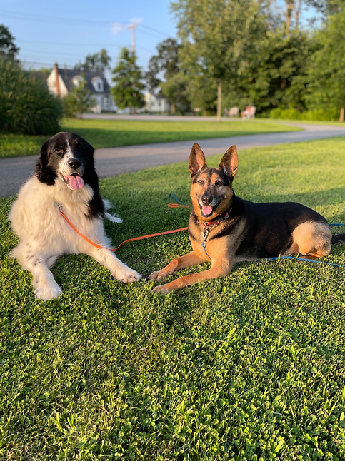 Newfoundland/Pyrenees and German Shepherd Dog