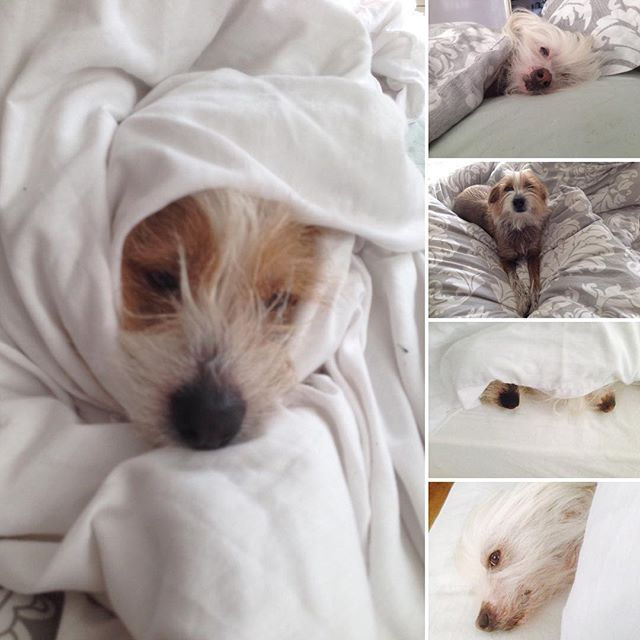 Dogs resting comfortably in blankets during home boarding at Mucky Pupz
