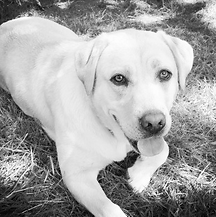 Beau